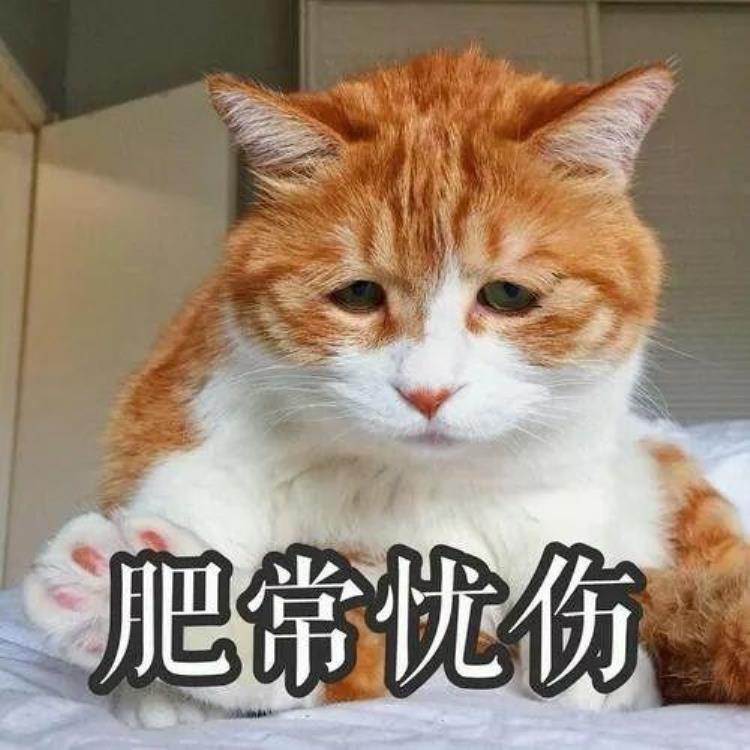 猫咪养几年就算老了「新手在决定养猫之前不如先看看猫咪的一生你能接受它变老吗」