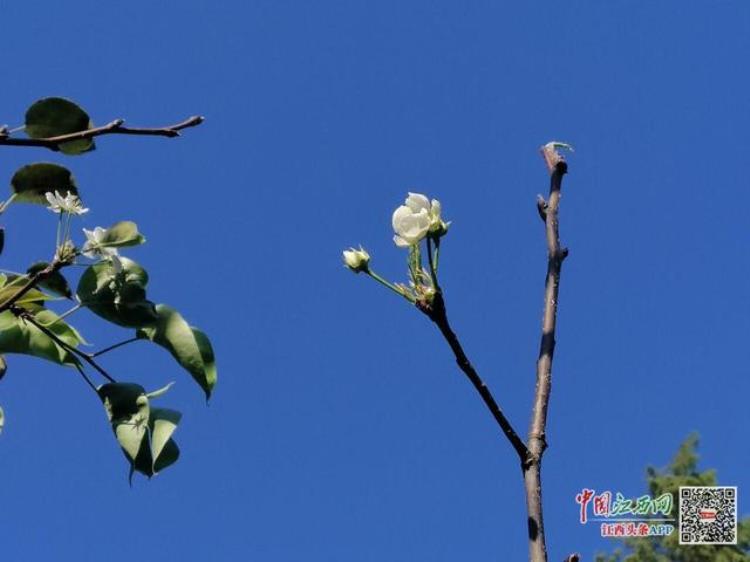 江西梨树什么时候开花,江西赏樱