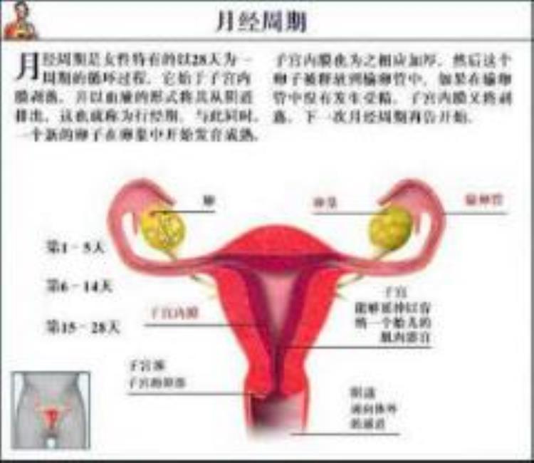 以为大姨妈来了结果又没来怎么回事,45岁了月经很准时这样好吗