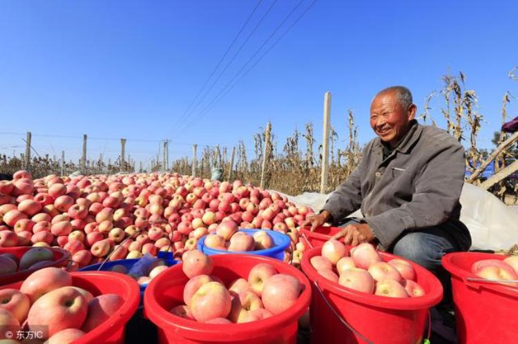 今年果农的苹果收购价,今天最新苹果价格行情