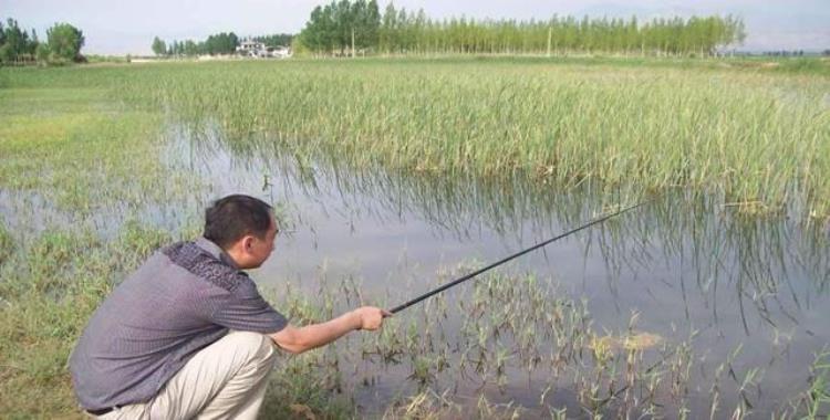 鲤鱼为什么白天钓不到,老是上钩中鱼怎么回事