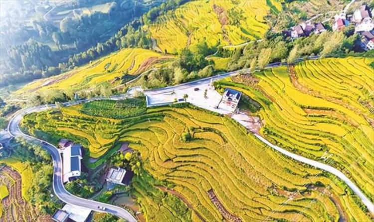 蕉芋的种植效益前景「小蕉芋带动大产业崇山峻岭里的栗子乡选对了路」