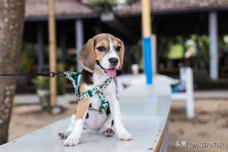 为什么盯着狗看它会躲,如果狗狗一见到你就跑过来咬你