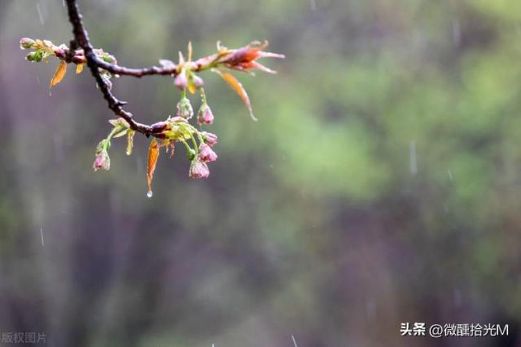 清明节为什么总爱下雨,清明时节雨纷纷为什么清明爱下雨