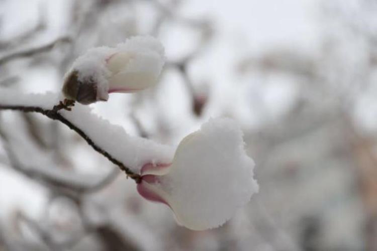 杏花桃花樱花区别,清明杏花开的浪漫诗句