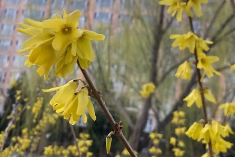 杏花桃花樱花区别,清明杏花开的浪漫诗句