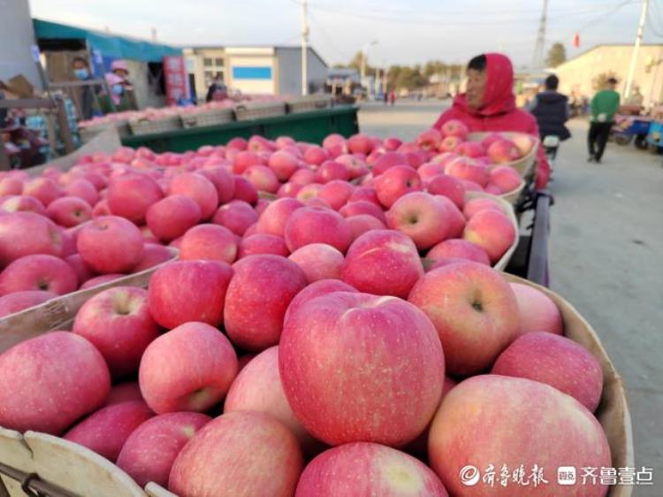 烟台栖霞苹果批发市场多少钱一斤,山东烟台栖霞苹果最新价格