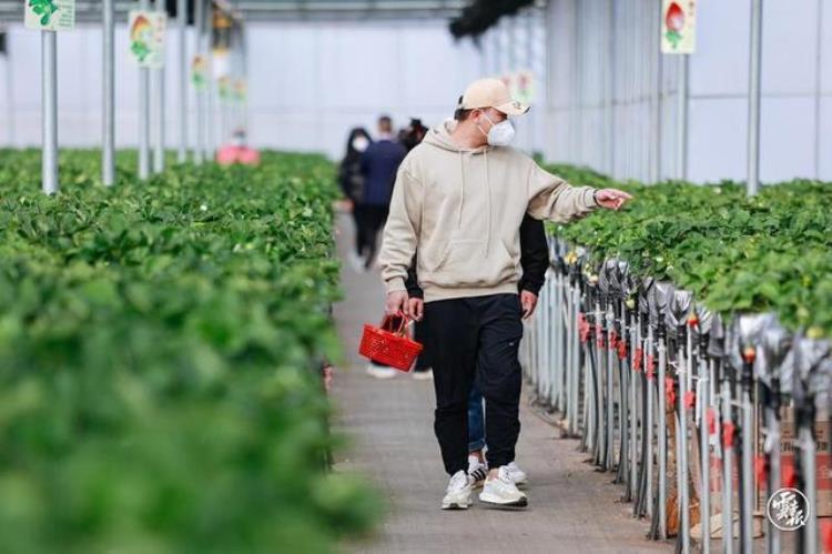 冬季草莓采摘,一年一度的摘草莓季来了