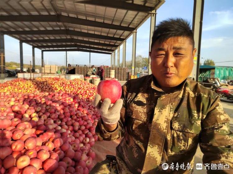 烟台栖霞苹果批发市场多少钱一斤,山东烟台栖霞苹果最新价格