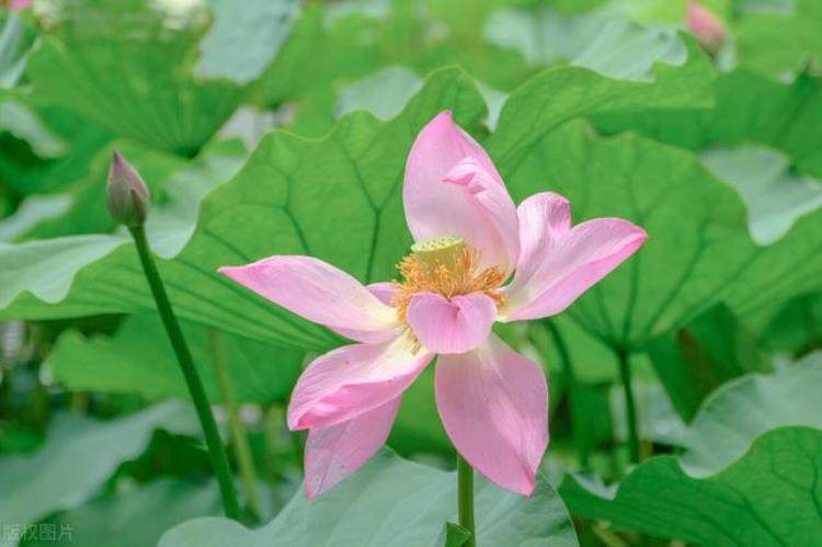 为什么今年的夏天比往年都高温?,夏天为什么比前几年还热