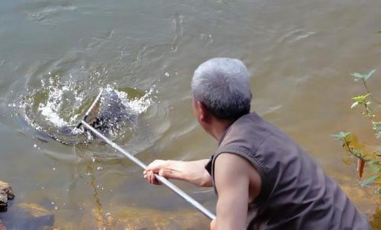 鲤鱼为什么白天钓不到,老是上钩中鱼怎么回事