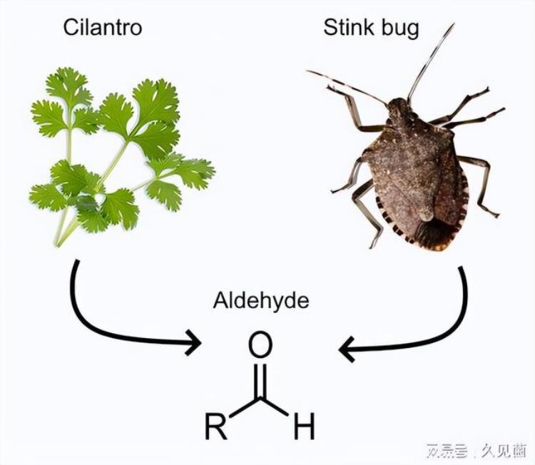 不爱吃香菜是基因决定的吗,香菜是什么基因导致的