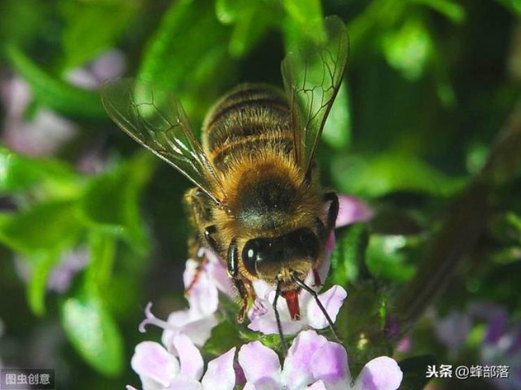 怎样识别什么时候分蜂,初学养蜂分蜂群方法