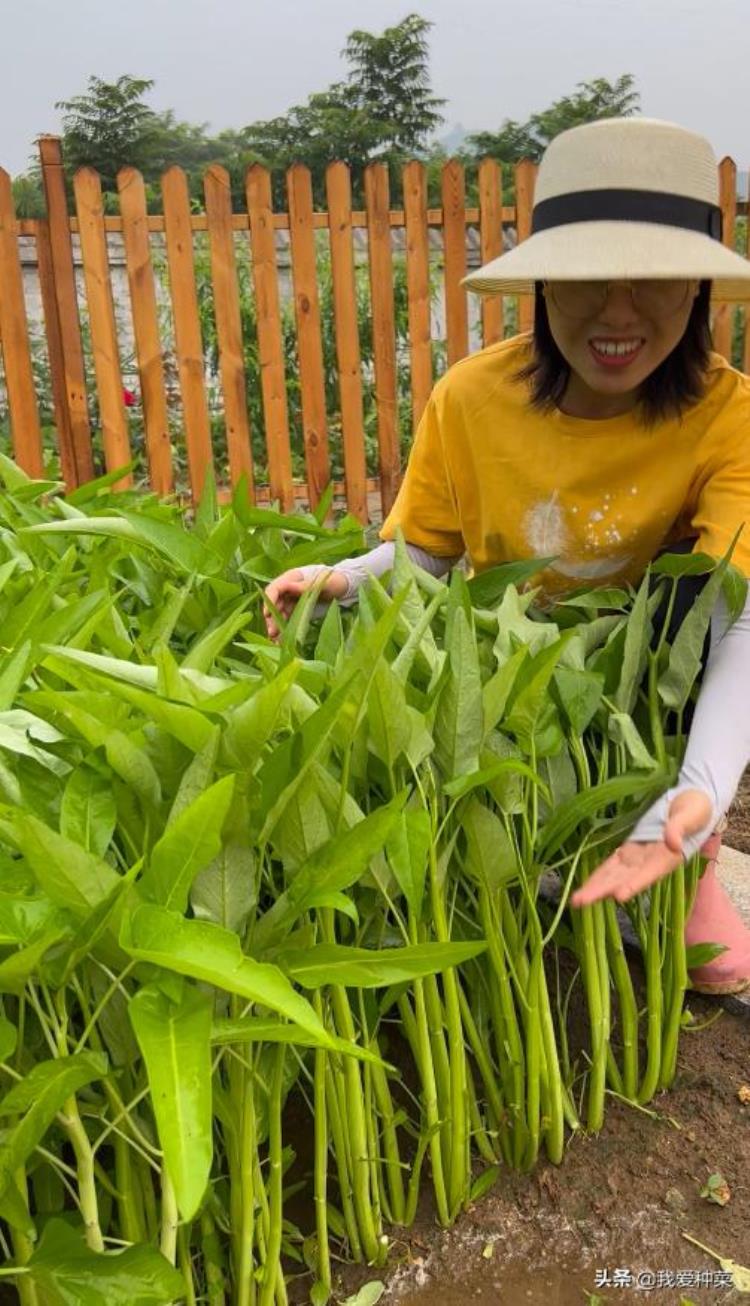 七月份能种的菜,谷雨后种什么蔬菜最好