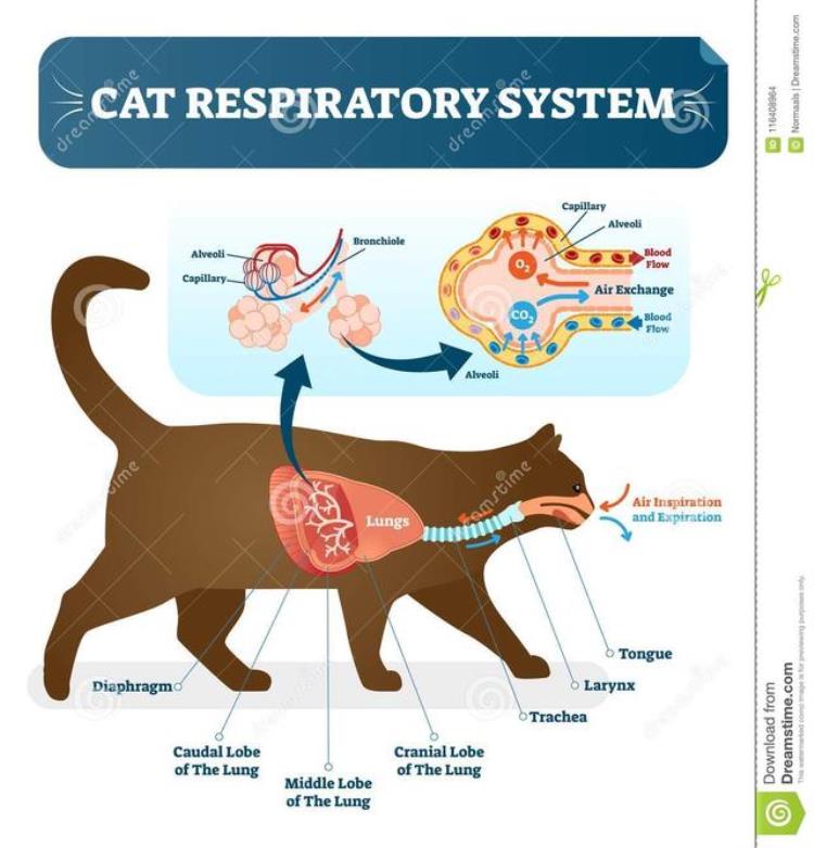 猫咪活体空运多少钱,宠物猫一天能长多重