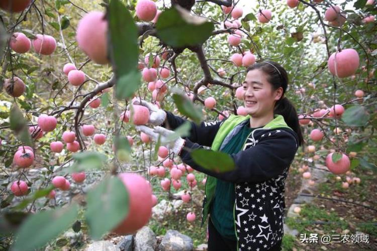 邢台内丘富岗苹果,内丘富岗食品加工