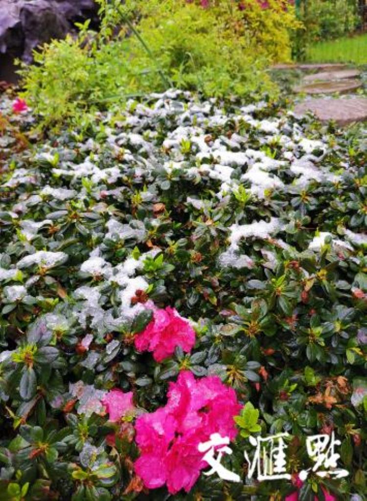 阳春三月飘起桃花雪这是近10年南京最晚降雪