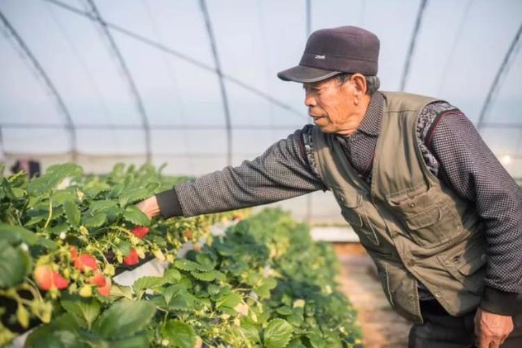 威海草莓采摘什么时候开始,威海草莓采摘路线