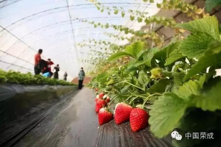 威海草莓采摘什么时候开始,威海草莓采摘路线