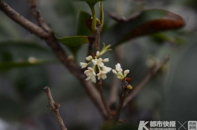 四季桂花冬天会开花吗,十年不开花的桂花有吗