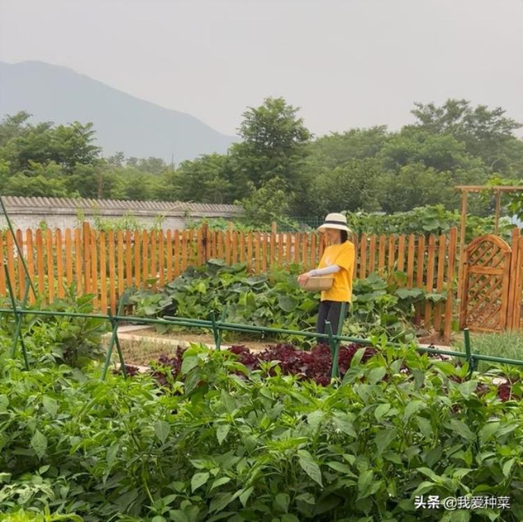 七月份能种的菜,谷雨后种什么蔬菜最好