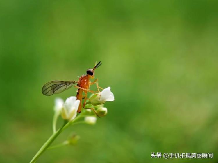 手机拍照片不清楚「手机拍摄照片不清晰这三点有关」