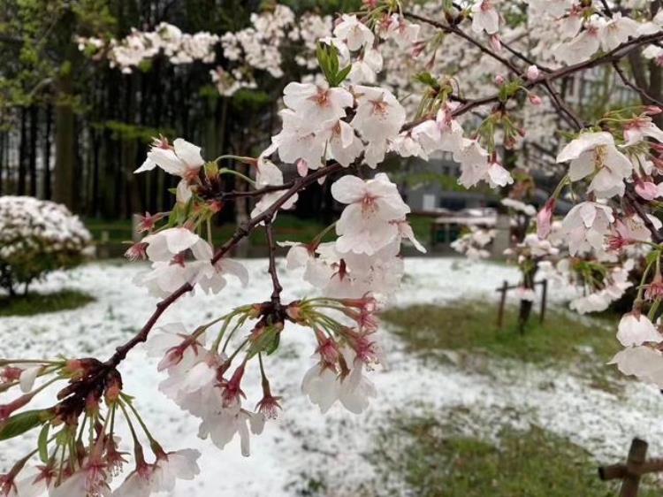 阳春三月飘起桃花雪这是近10年南京最晚降雪