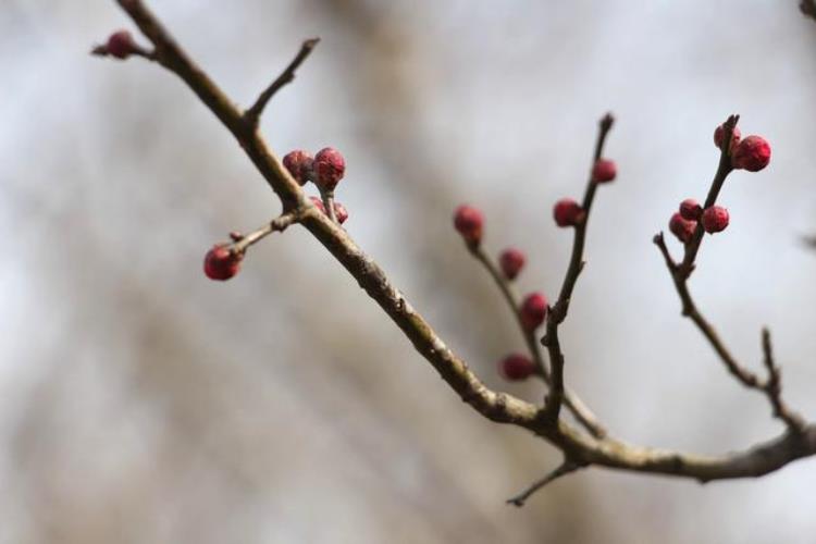 梅花是冬季开的吗,梅花属于哪个季节