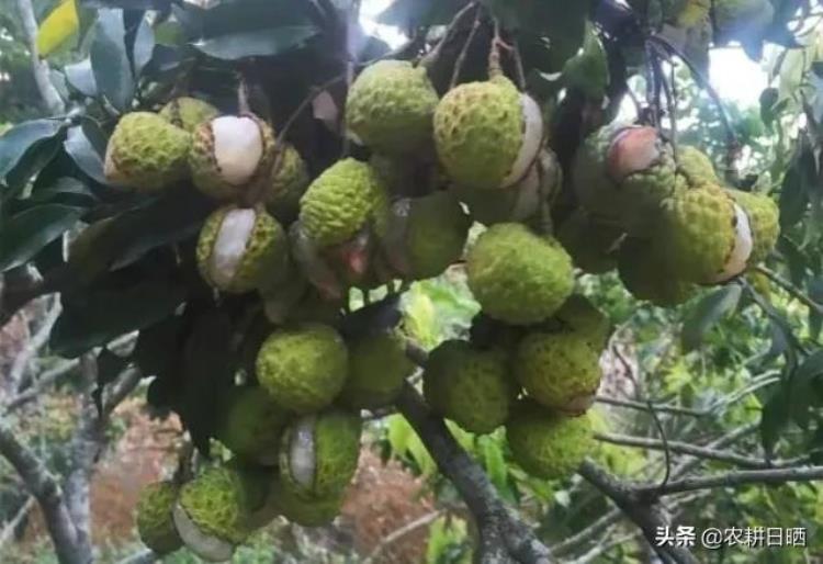 广西天气预测,近期的连阴雨啥时结束