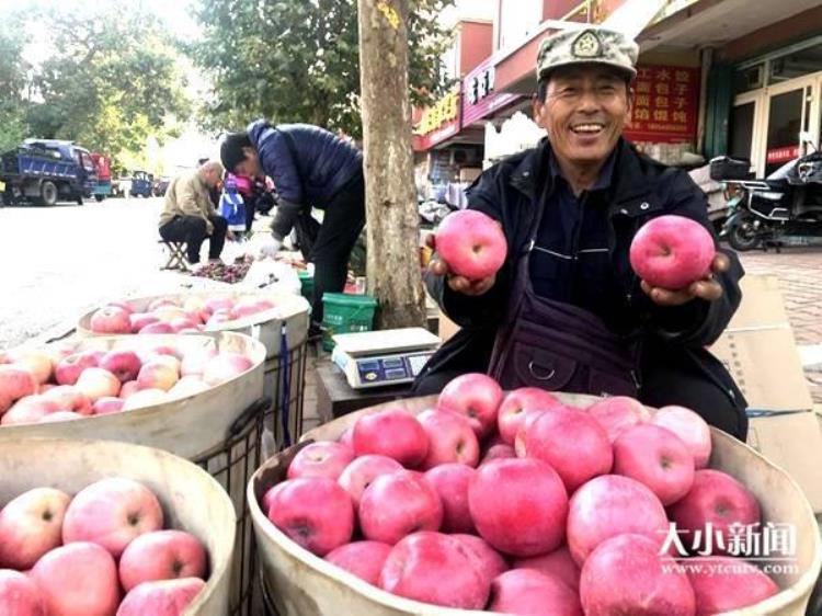 烟台红富士大量上市80规格10元5斤多少钱,卖价最高的烟台红富士新品种