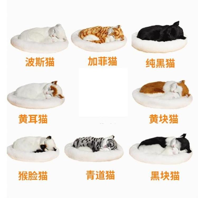 猫咪活体空运多少钱,宠物猫一天能长多重