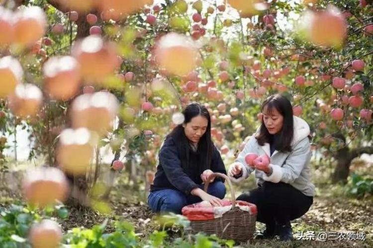 邢台内丘富岗苹果,内丘富岗食品加工