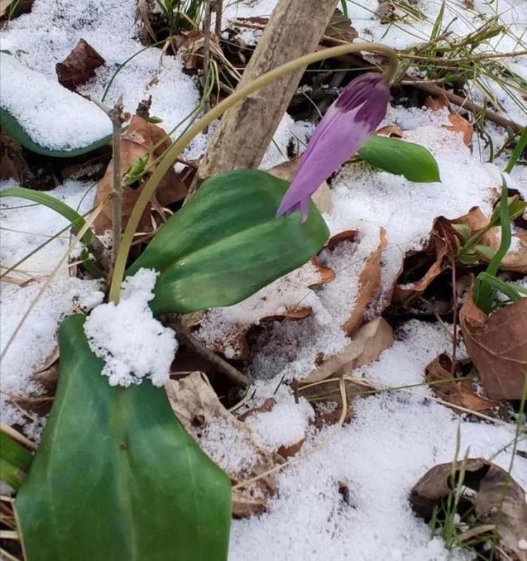 4月飞雪正常吗,四月有大雪正常吗