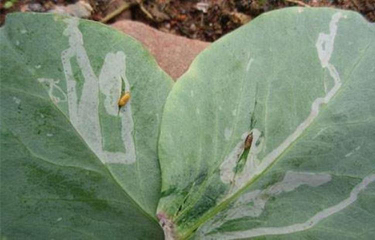 豌豆种植管理,豌豆什么时候种植能高产