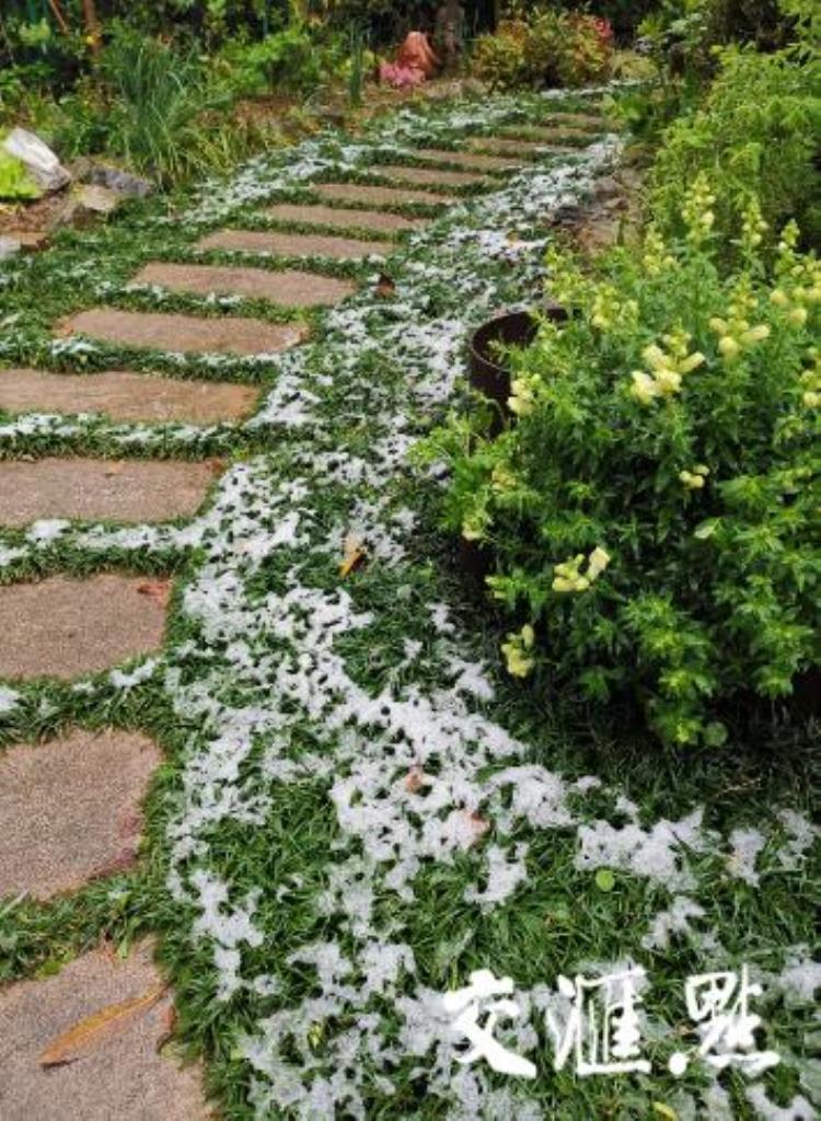 阳春三月飘起桃花雪这是近10年南京最晚降雪