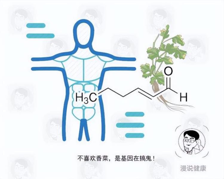 不爱吃香菜是基因决定的吗,香菜是什么基因导致的