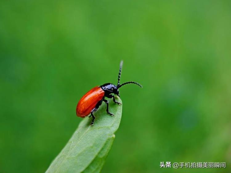 手机拍照片不清楚「手机拍摄照片不清晰这三点有关」