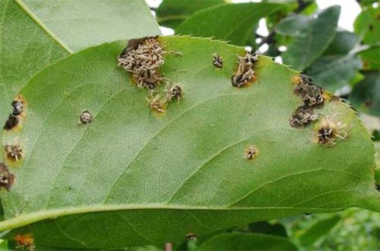 豌豆种植管理,豌豆什么时候种植能高产