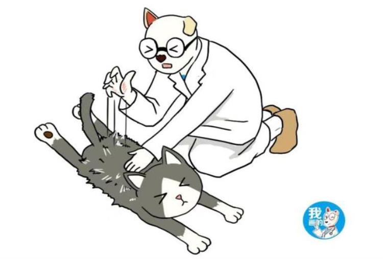 猫掉毛多怎么回事,猫咪舔脸对皮肤有害吗