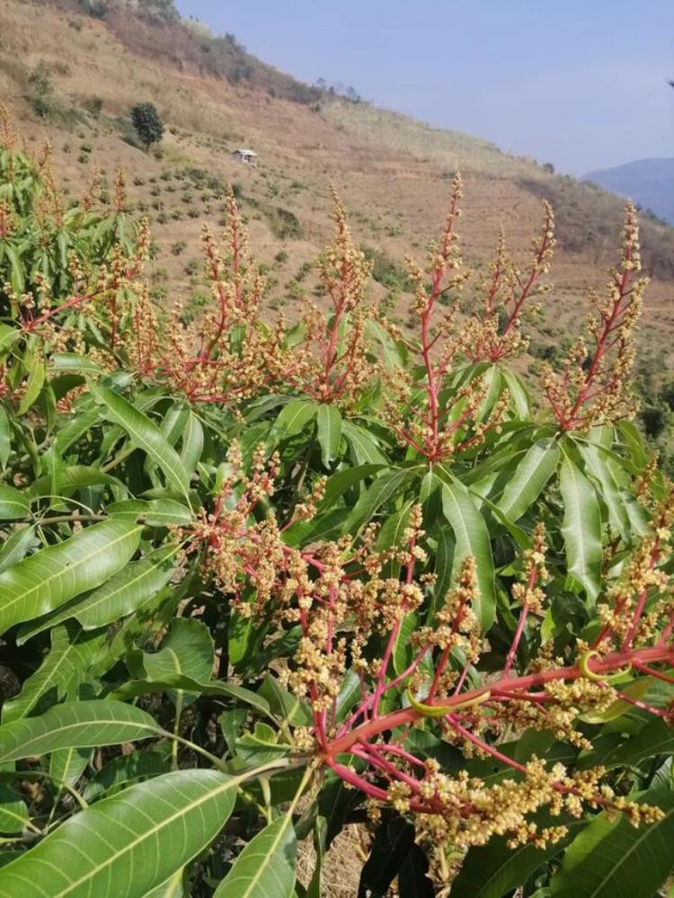 收藏几种推迟芒果成熟期并促其增产的方法是,芒果推迟花期用什么药