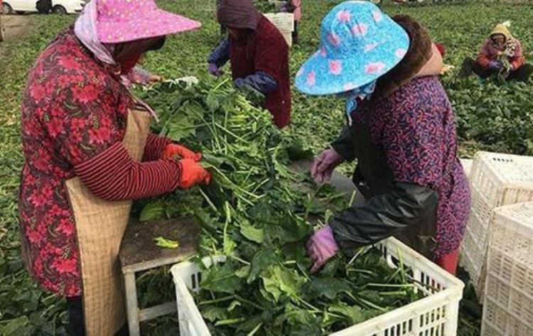 菠菜一年四季都可种植何时播种比较好,春天菠菜几月播种好