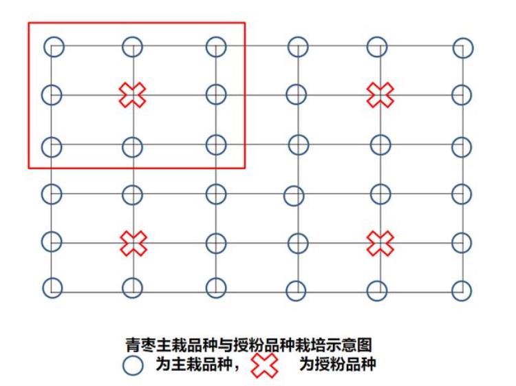 青枣销售「高品质青枣不愁卖管理上的这4个问题你都清楚了吗」