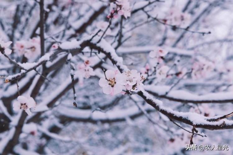 2021年2月天气有倒春寒吗,怎么样的天气才是倒春寒