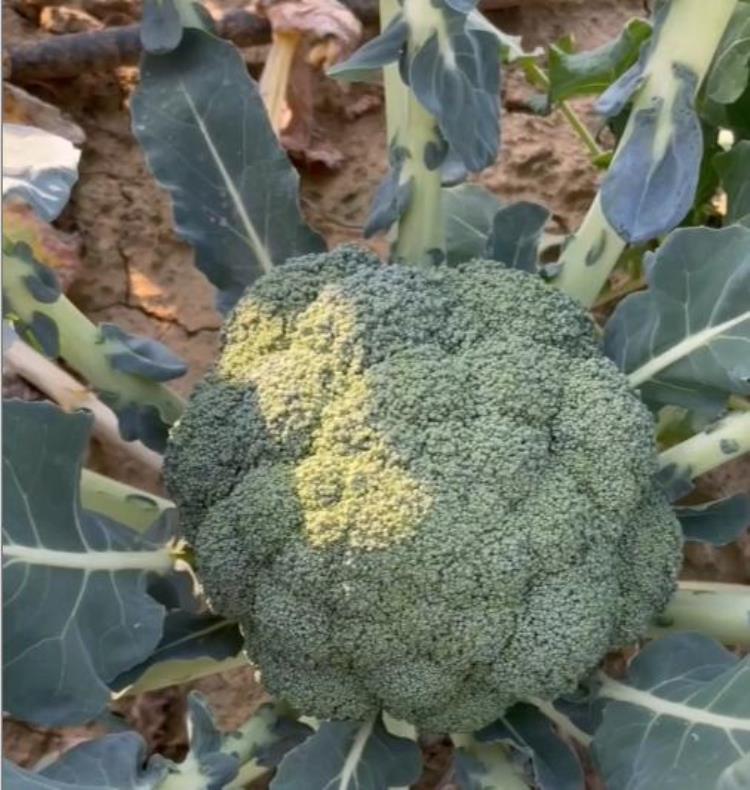 七月份能种的菜,谷雨后种什么蔬菜最好