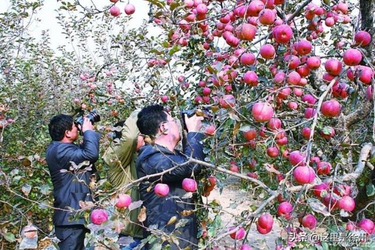 大沙河的苹果可甜了,大连苹果什么时候熟