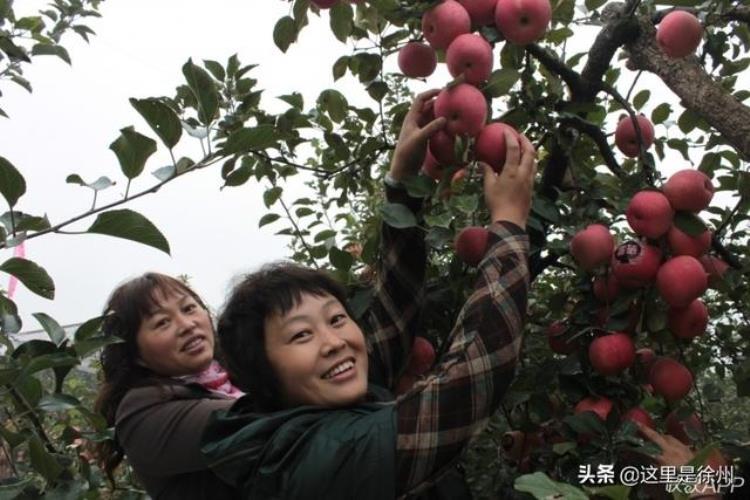 大沙河的苹果可甜了,大连苹果什么时候熟