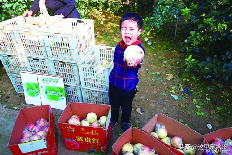 大沙河的苹果可甜了,大连苹果什么时候熟