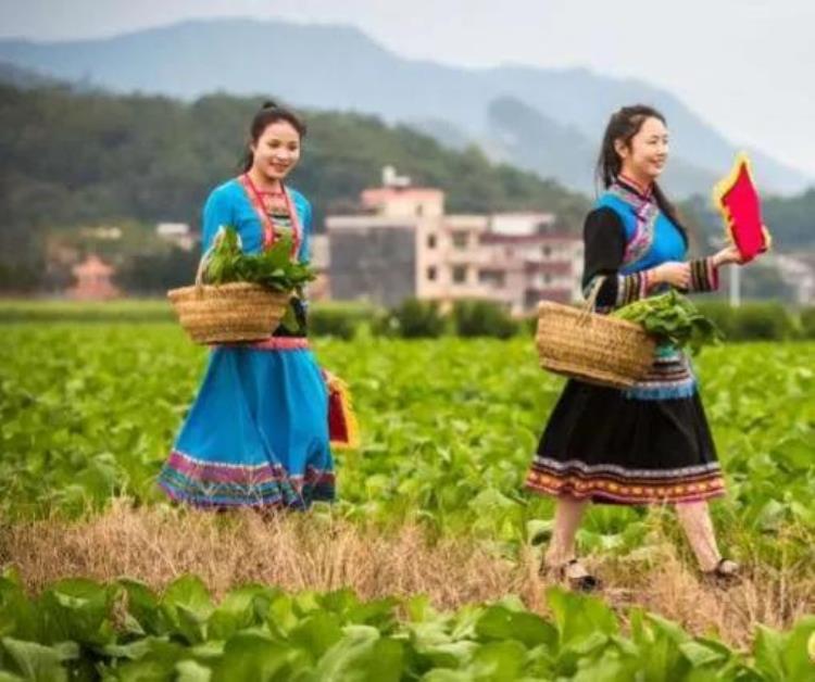 六月种什么蔬菜不怕热,低温适合种植什么蔬菜