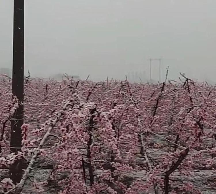 三月下雪打雷是什么征兆「3月突现桃花雪三月打雷又下雪是啥兆头我们看农谚咋说」