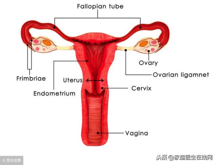 宫颈癌罪魁祸首,得了宫颈癌要怎么预防